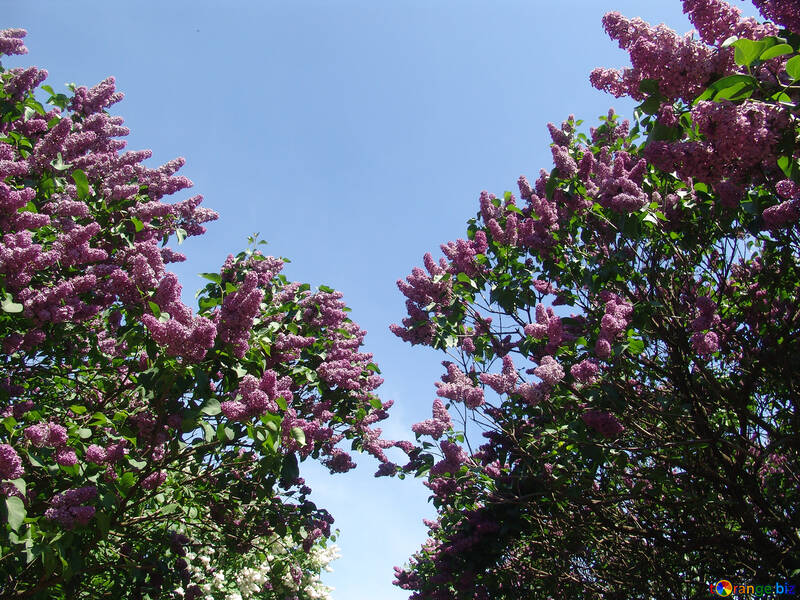 Lilac arbustos florescência em céu №4096