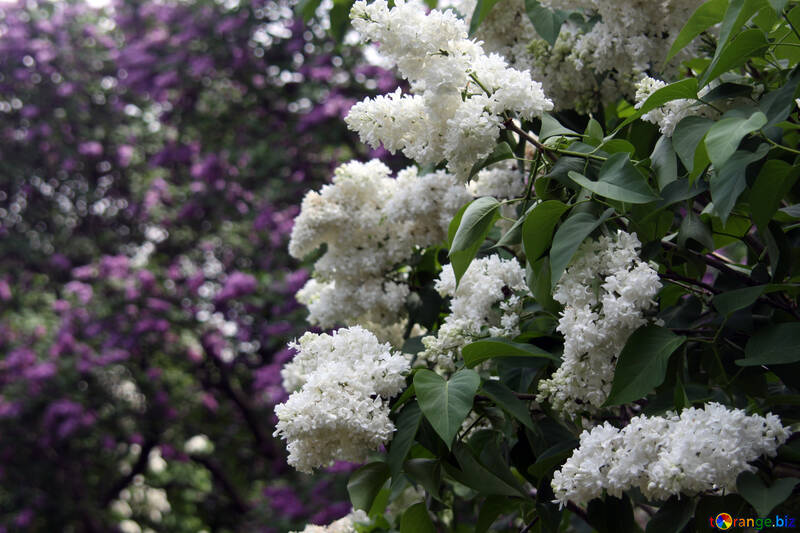 White lilac against the violet №4831