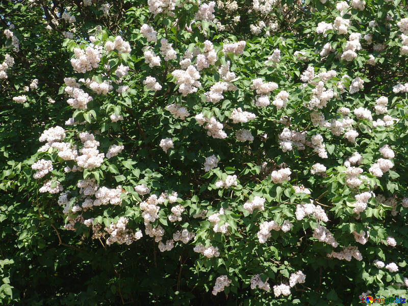 Floración blanco lila arbusto №4094
