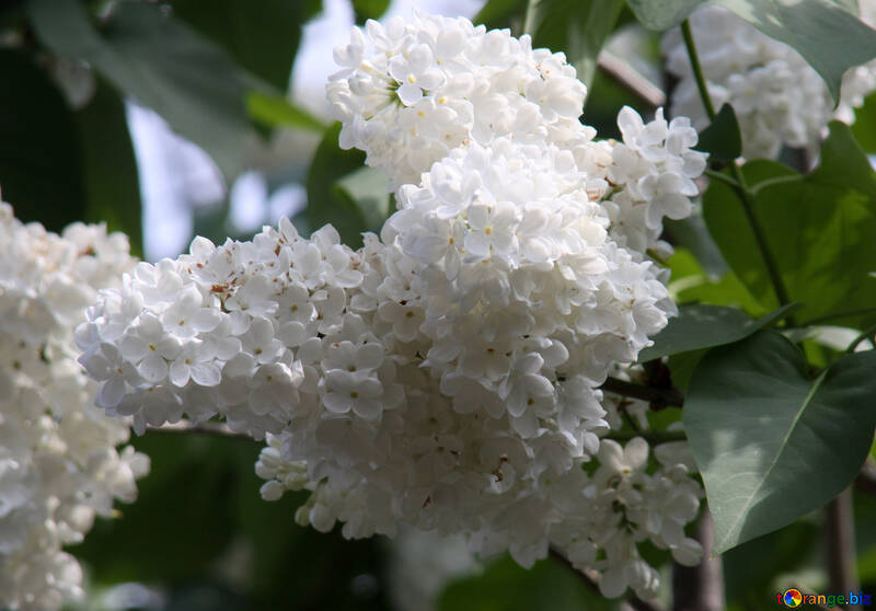Lilac white it is large №4826