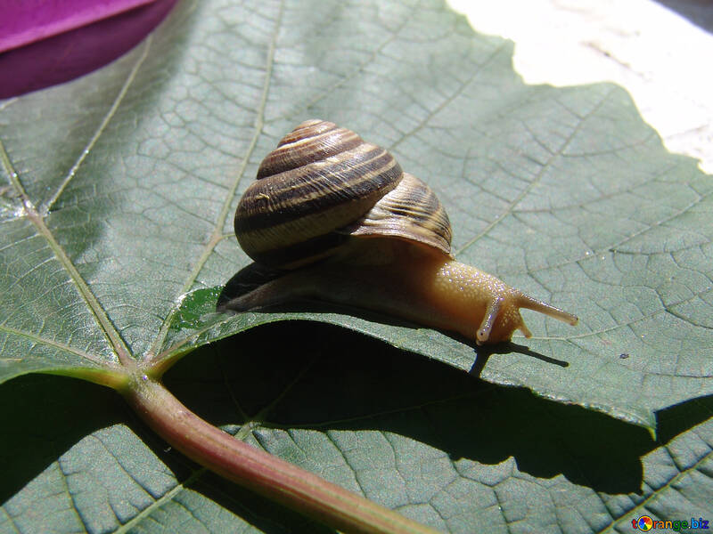 Horned Snail №4261