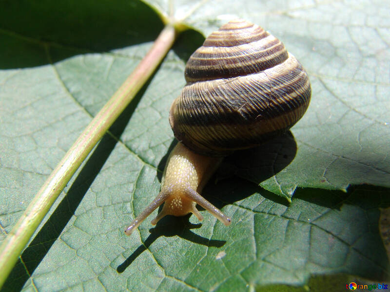 Snail crawling on the grape sheet №4259