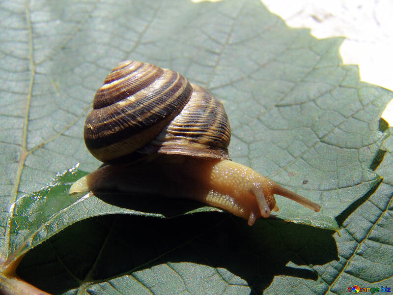 Snail on grape leaf №4260