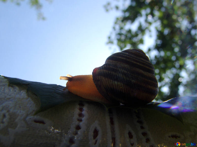 Snail in the sun №4258