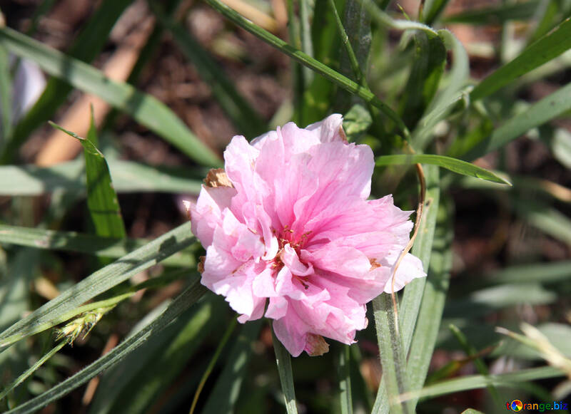 Orientalische Kirschblume in einem Gras №4808