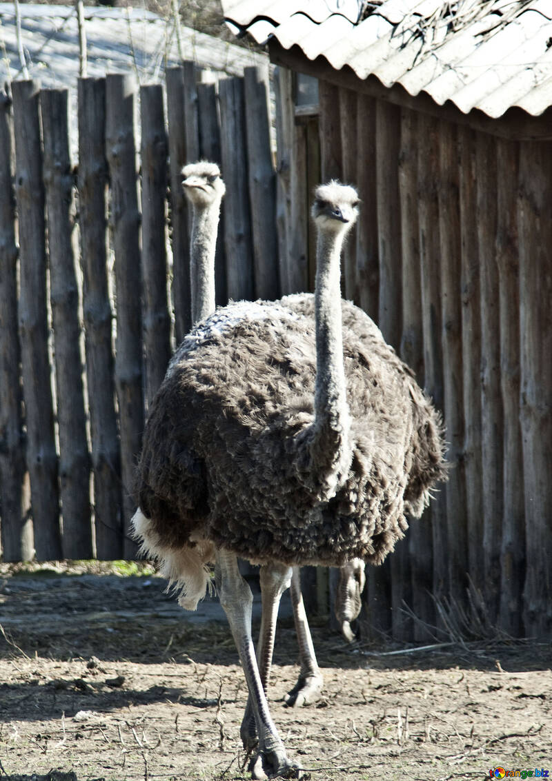 Ostriches №4624
