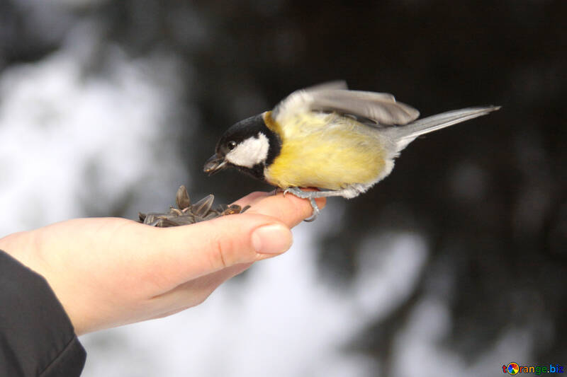 Titmouse  eating from  hand №4235