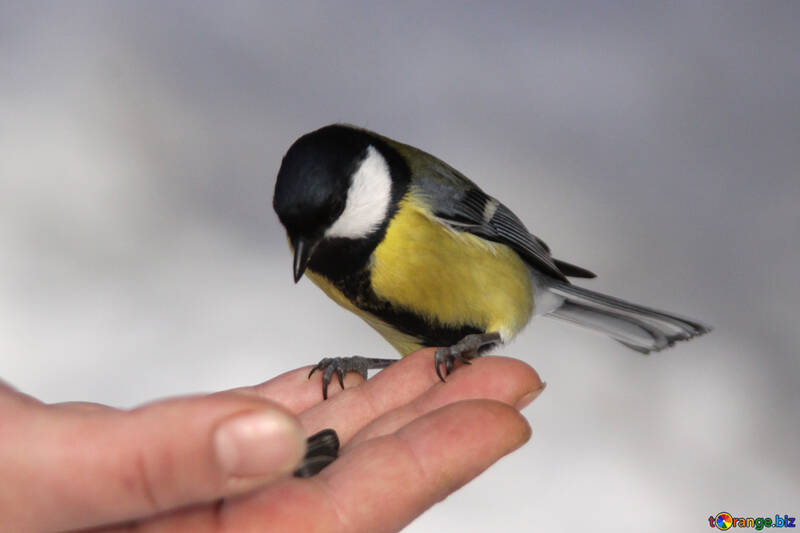 The titmouse on hand №4232