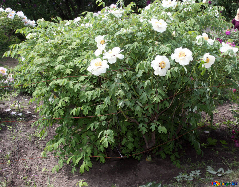 Bush of blossoming treelike peony №4800