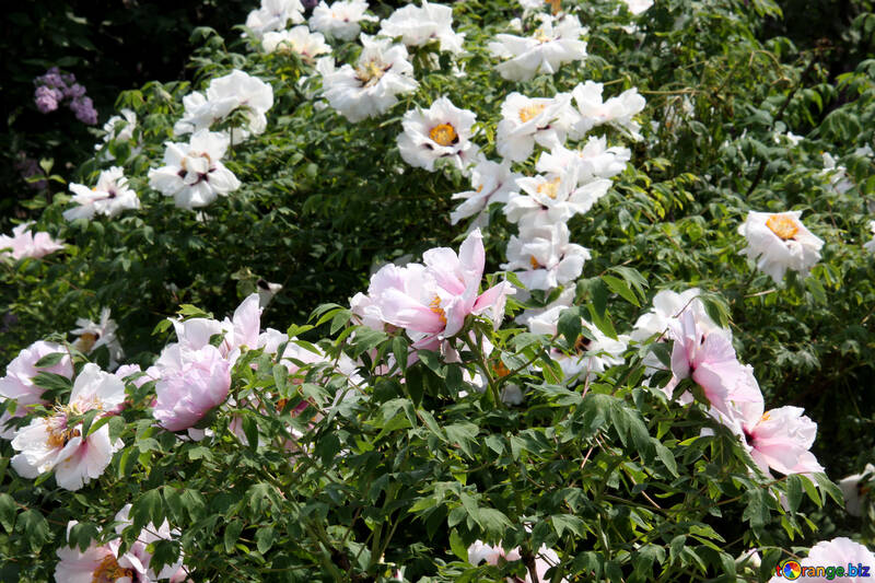 La peonía rosada y blanca arborescente №4786