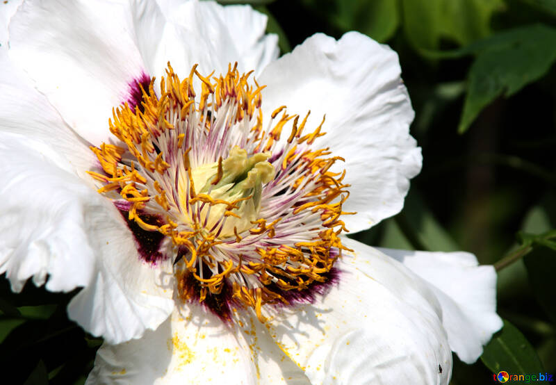 White peony. A close up №4784