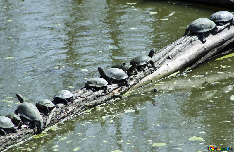 Schildkröten in der Sonne №4604