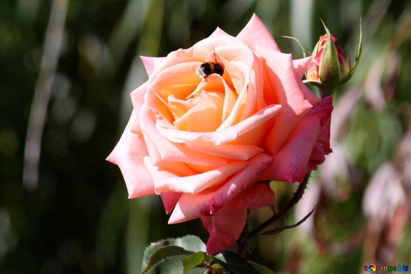 El abejorro sobre la rosa №4211