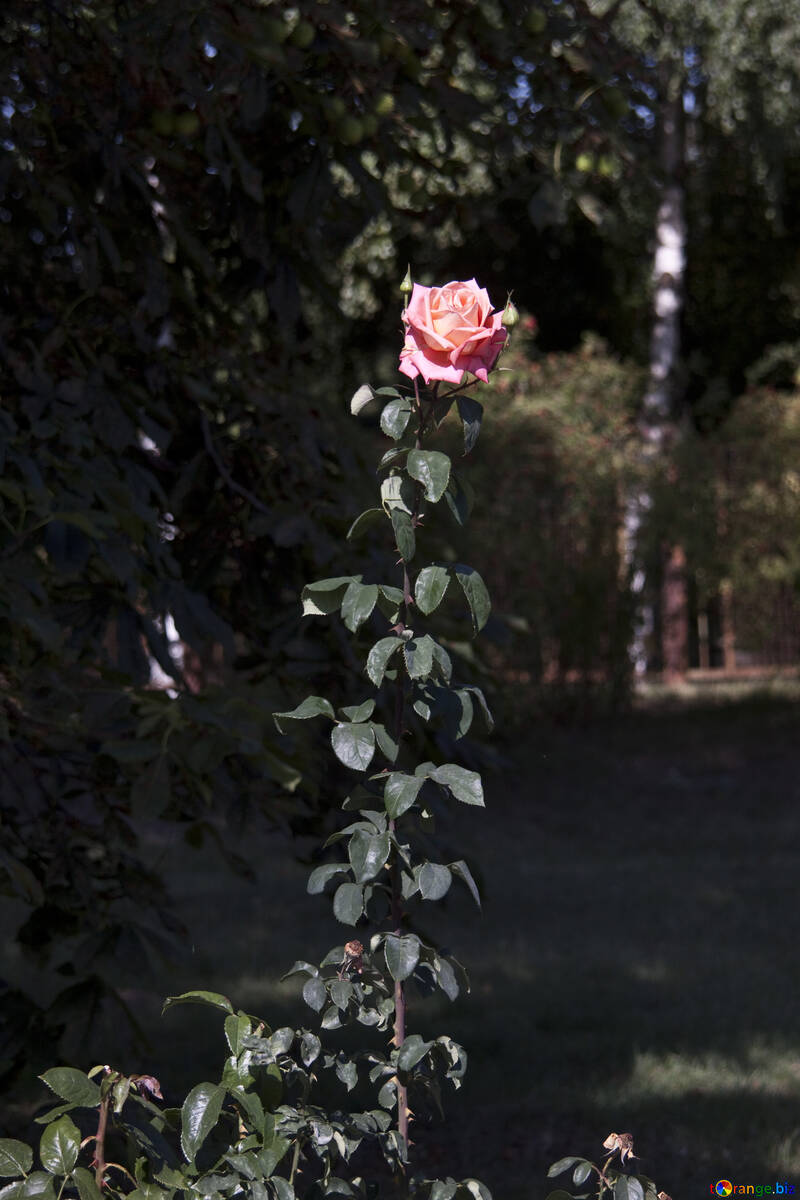 Haut-Rose №4227