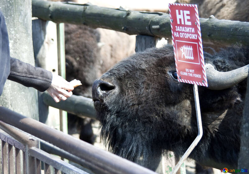 Sirva el bisonte alimentado en el parque zoológico. Plate.Prohibition. №4667
