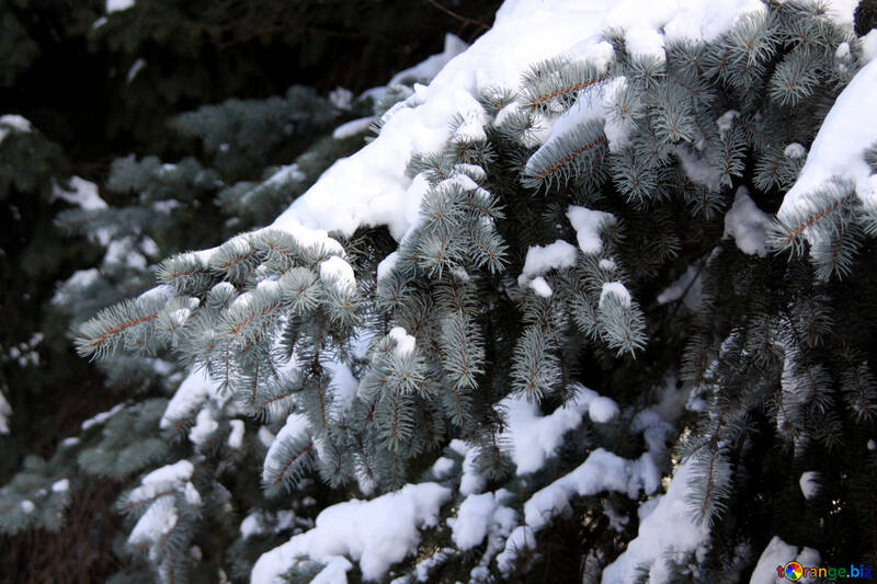 Firs covered with snow №4165
