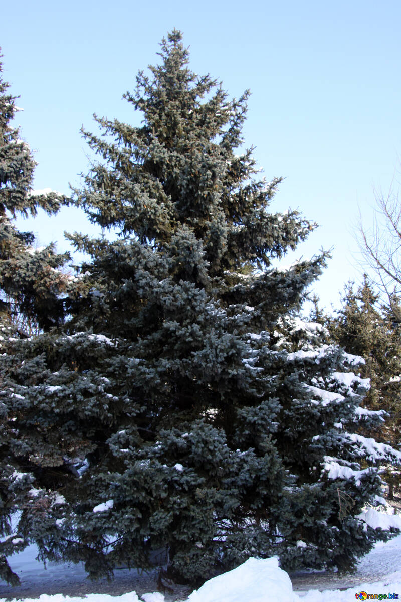 Elevado árvore em neve №4167