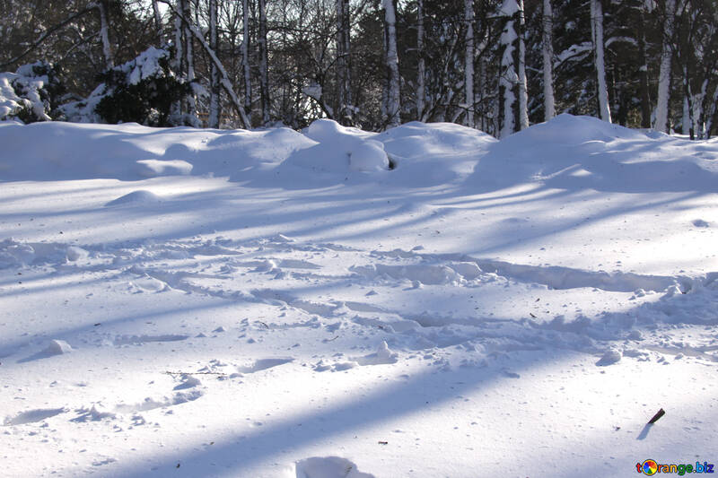 Huellas en la nieve №4250