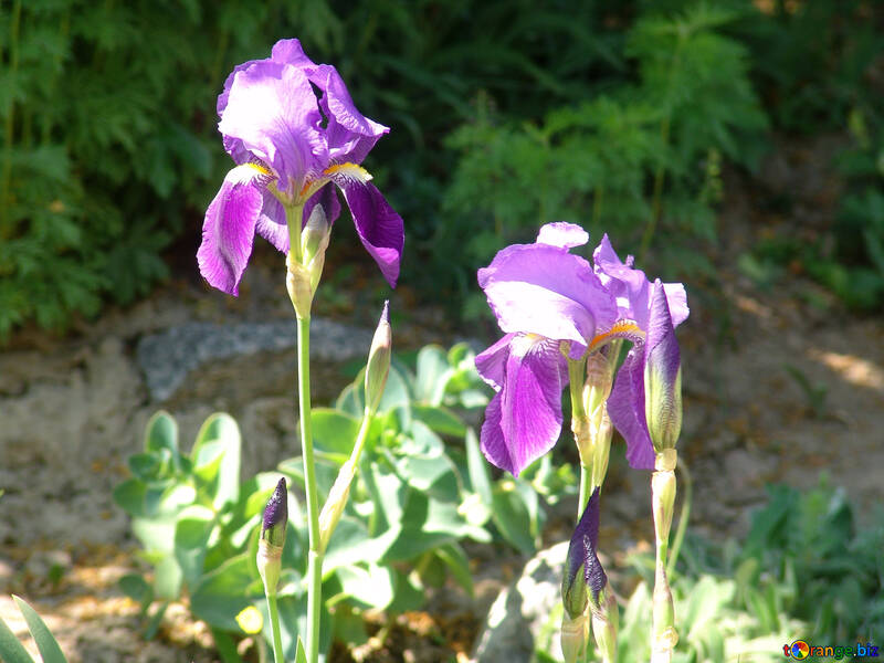 Iris Flower №4105