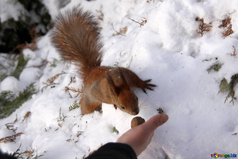 Squirrel  winter №4132