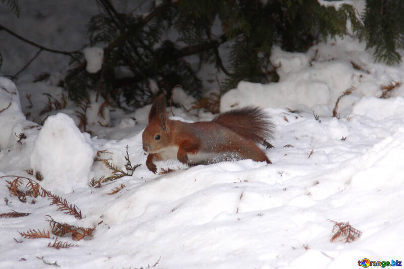 Écureuil sauts dans neige №4135