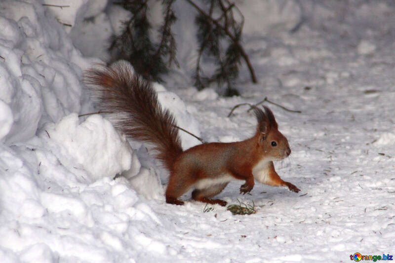 Eichhörnchen auf der Suche nach Nüssen unter dem Schnee №4136
