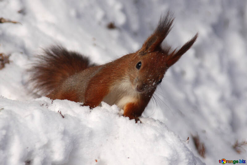 Eichhörnchen schaut aus einer Schneewehe №4139