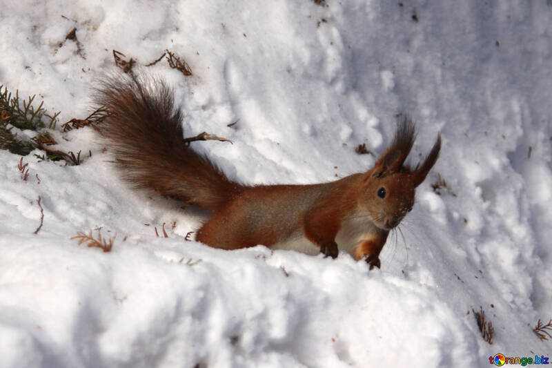 Rote Eichhörnchen im Winter №4140