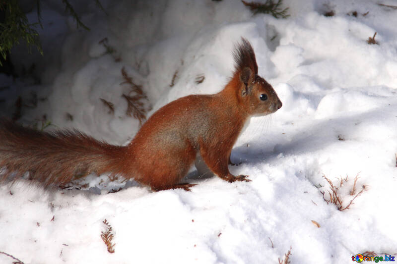 Eichhörnchen sitzt im Schnee №4141