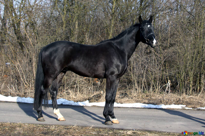 The Oryol trotter. A stallion. №4693