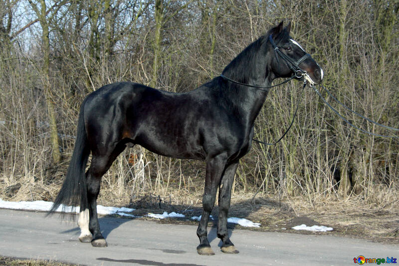Russian trotters. Stallion. №4698