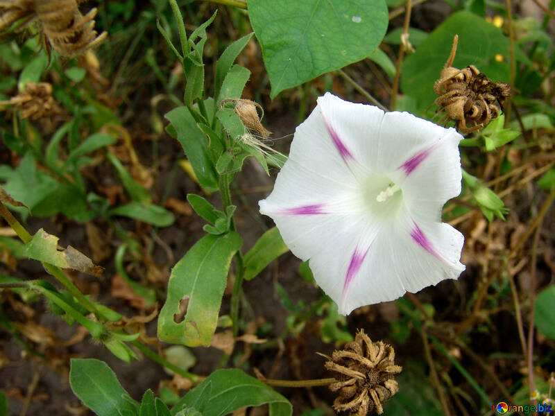 Schmerlen weiße Blume №4151