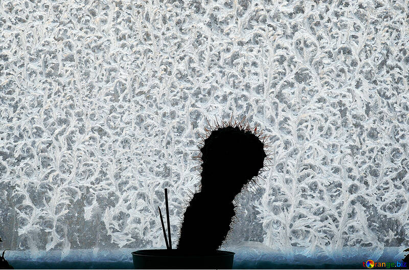Schattenbild von Kaktus gegen Hintergrund von eingefroren Fenster №4065
