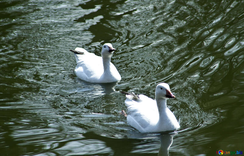 Swans №4615