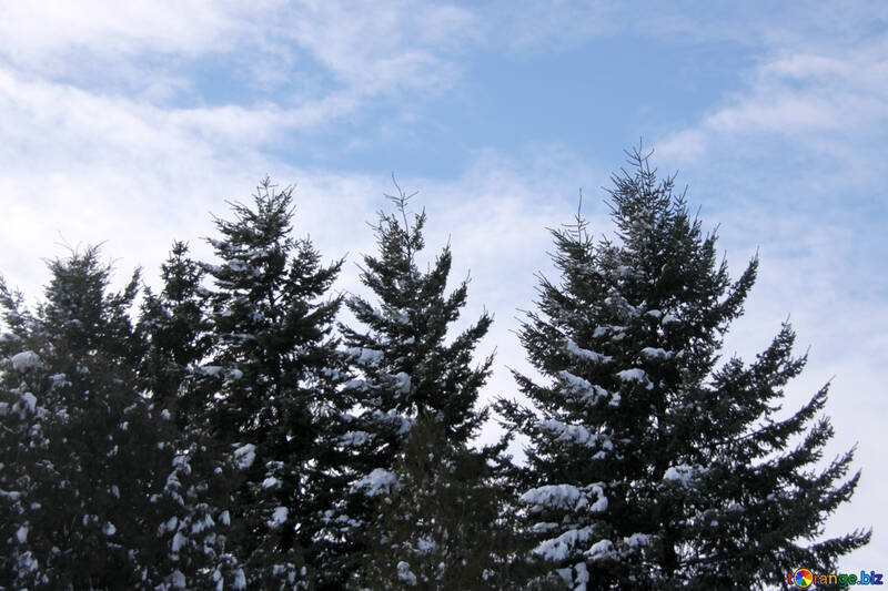 Foresta di conifere d`inverno №4160