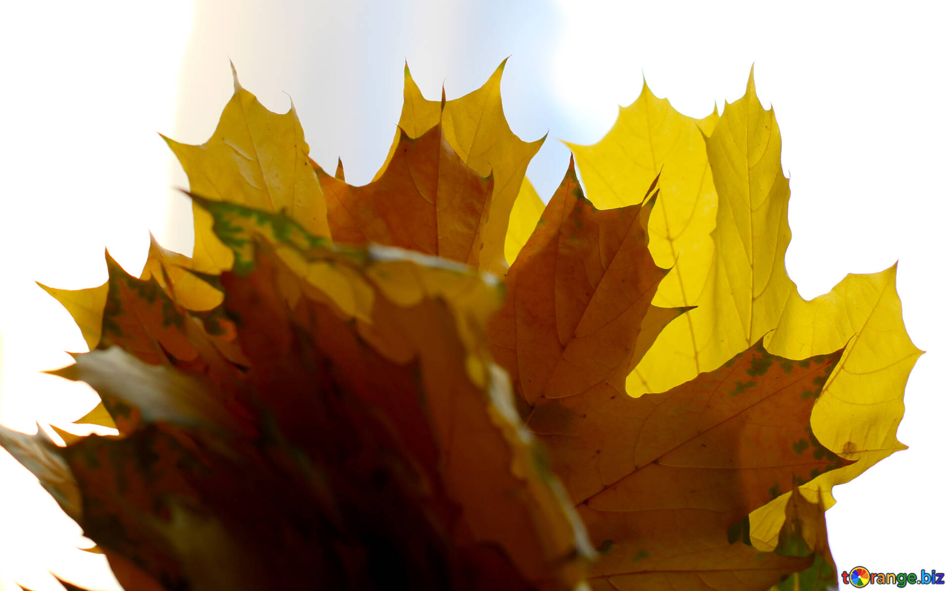 Осенние Листья Букет Фото