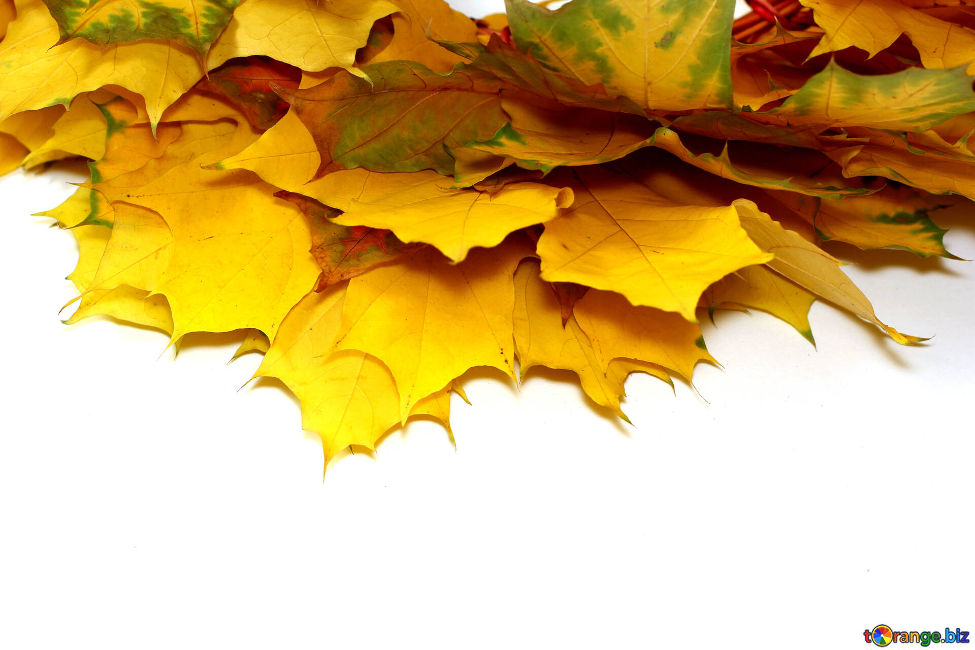 Рамки Для Фото Осенние Листья