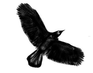 Crow silhouette clipart de desenho para o Halloween