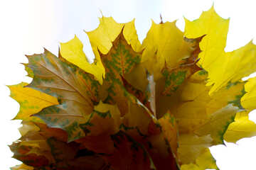 Осенние листья изолированно №40880