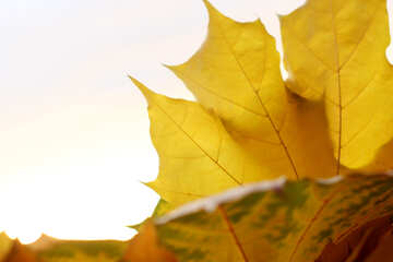 Autumn leaves isolated №40881