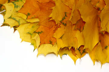 Yellow autumn leaves isolated №40870