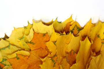Yellow leaves isolated №40871