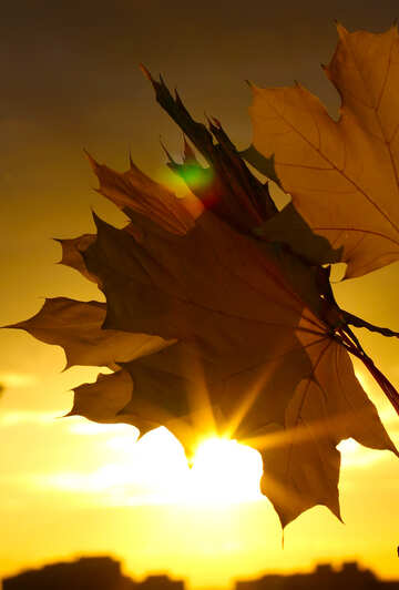 Priorità bassa di tramonto di autunno