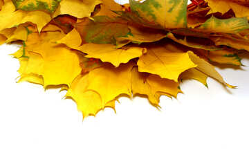 Marco las hojas de otoño aislado №40873