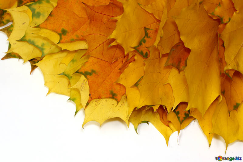 Las hojas de otoño amarillo aislado №40870
