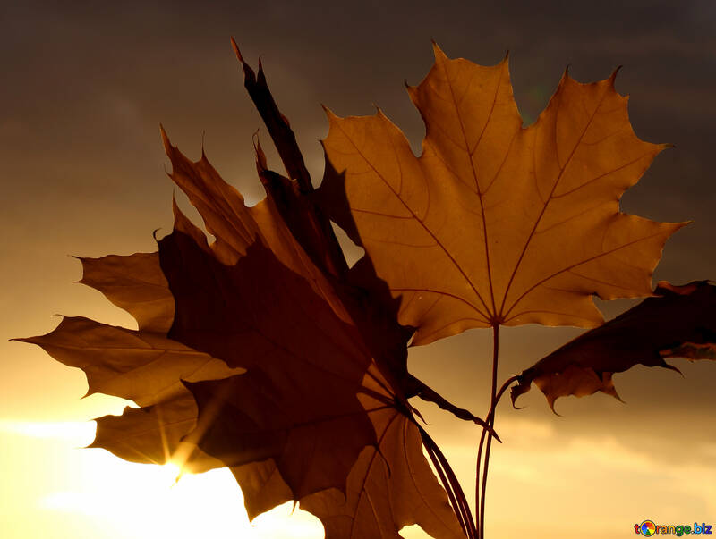 Herbst Hintergrund №40890