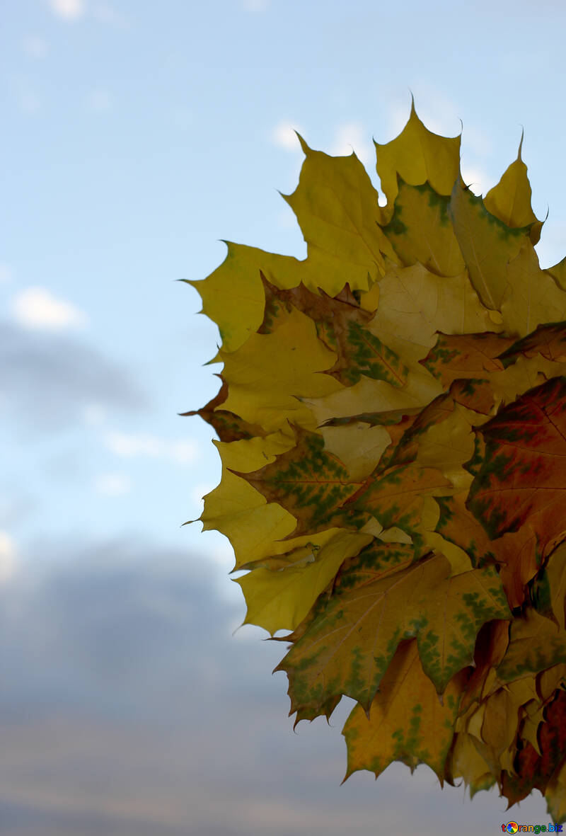 Foglie di autunno cielo №40885