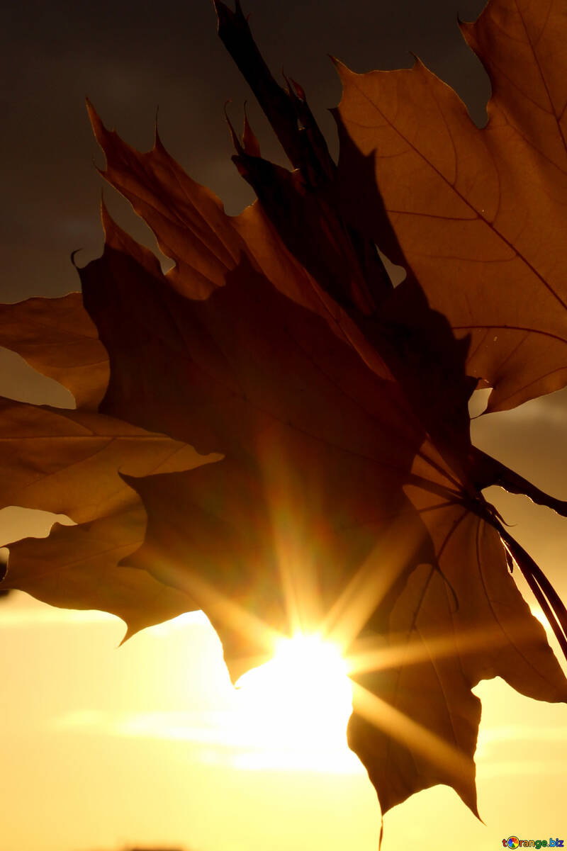 Hermoso cuadro de otoño №40891