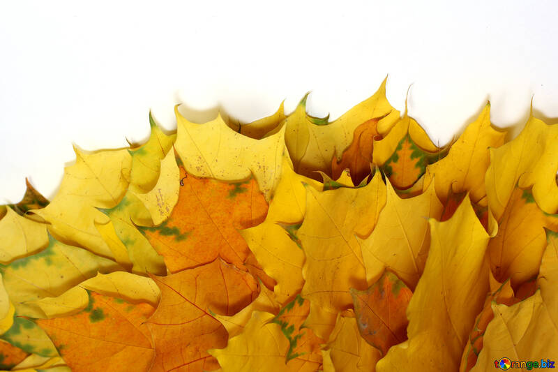 Yellow leaves isolated №40871