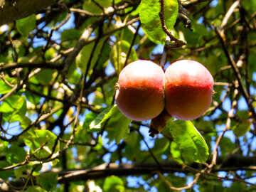 Deux pommes №41154
